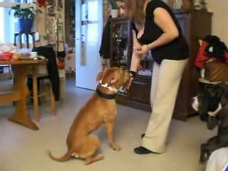 Brako qui apprend à faire le beau