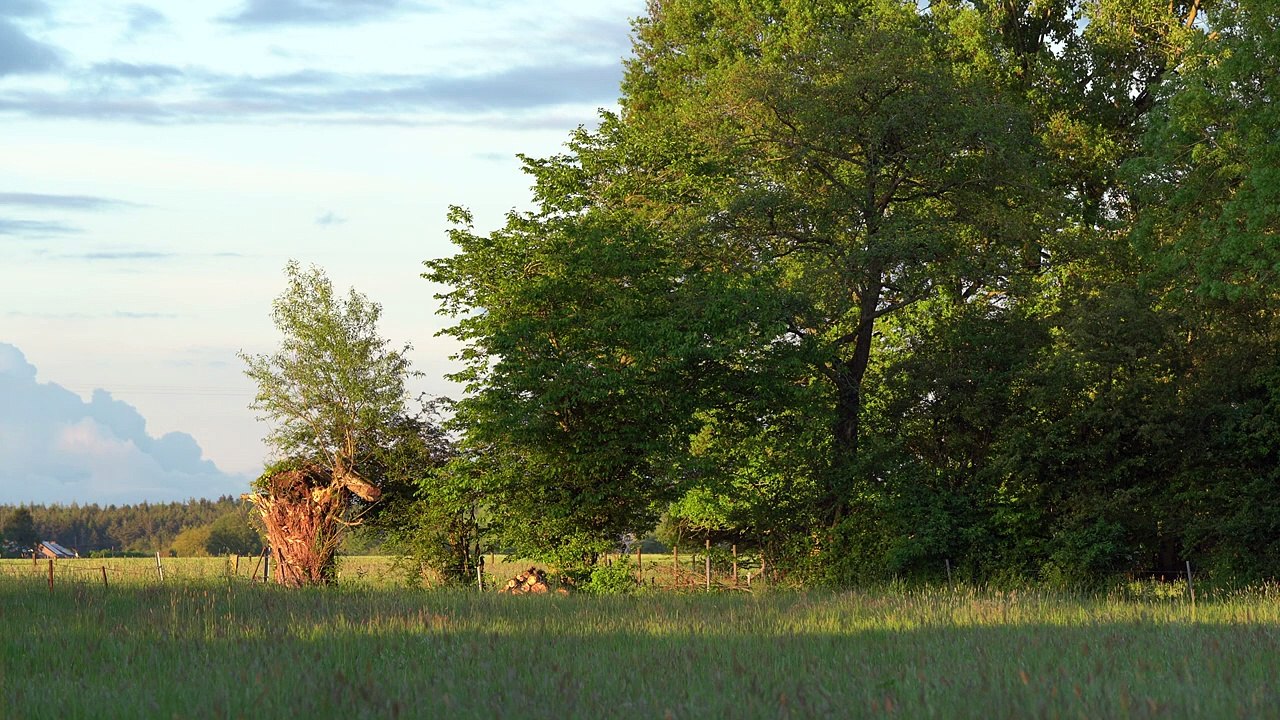 un reste d'arbre au soleil couchant