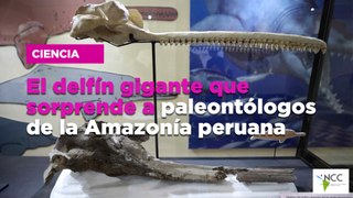 El delfín gigante que sorprende a paleontólogos de la Amazonía peruana