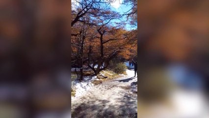 Porque se encontraron con un puma en uno de los senderos y entraron en pánico.