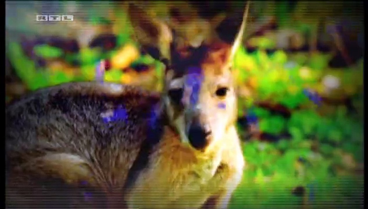 F1 2008 Melbourne - Warmup