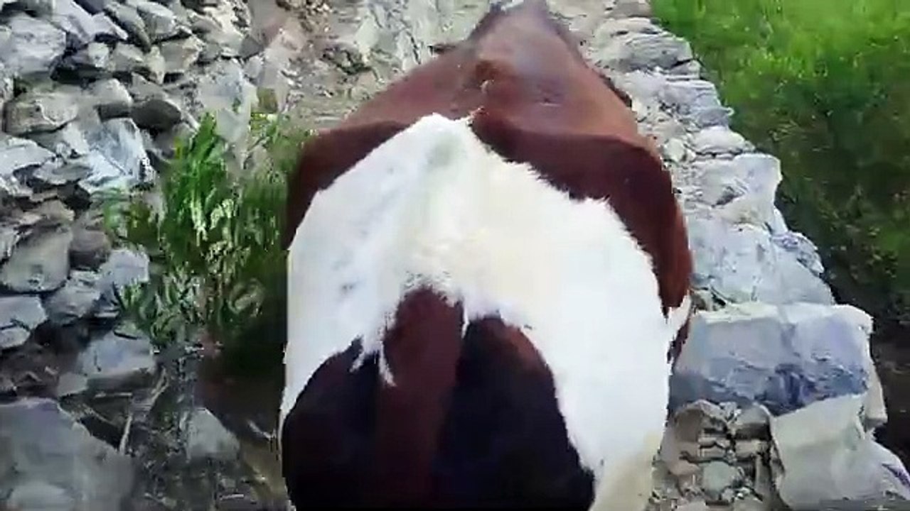 wow_beautiful_Animal_vlogs_shorts_world_Animal(360p)
