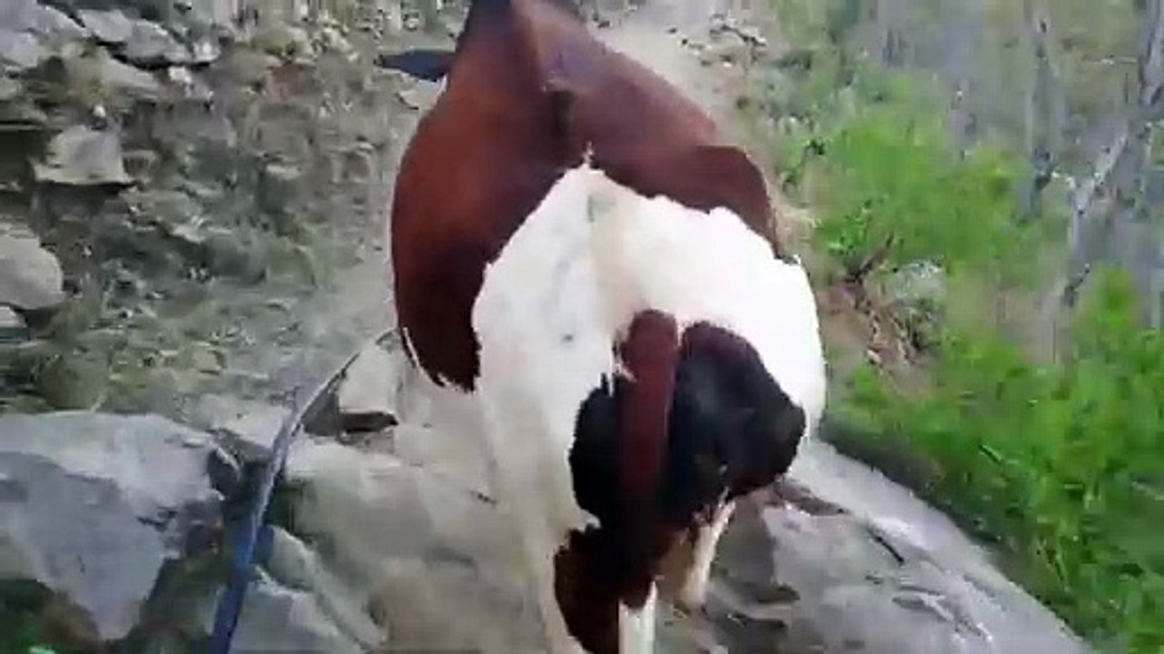 best_Morring_cow_cow_vlog_Amazing_cow_video_Viral_cow_vlogs_Most_beautiful_ciw_Amazing_cow(360p)