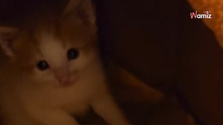 Elle suit un chat errant par curiosité : la cachette qu'il lui montre la laisse sous le choc (vidéo)