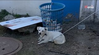Sur un chantier, un ouvrier trouve un chien attaché à un panier à linge avec 6 petits yeux qui en sortent