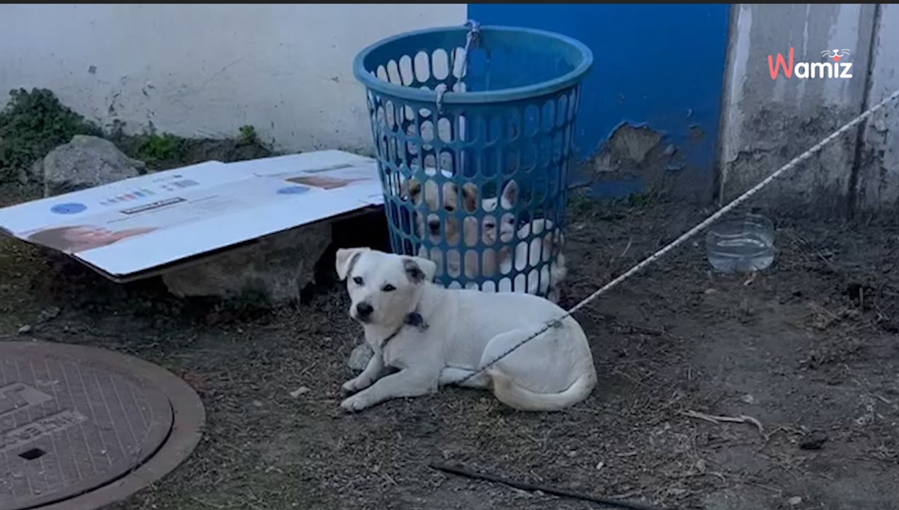 Sur un chantier, un ouvrier trouve un chien attaché à un panier à linge avec 6 petits yeux qui en sortent
