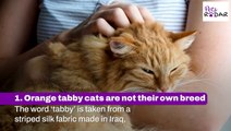 Interesting Facts About Orange Tabby Cats