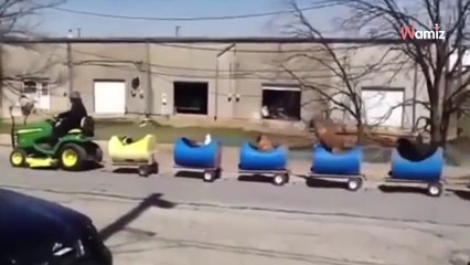 Off on an adventure: 80-year-old builds the best set of wheels for rescued dogs