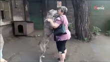 Una mujer rompe a llorar al encontrar a su perro tras dos años de búsqueda (vídeo)