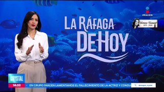 Los arrecifes de coral están pasando por un blanqueamiento masivo