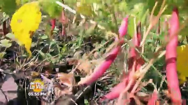 Transmisión en Vivo (4227)