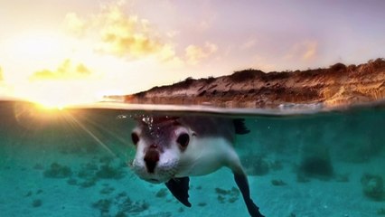 Teenage brothers Jarvis and Cooper Smallman take inspiration from remote WA upbringing