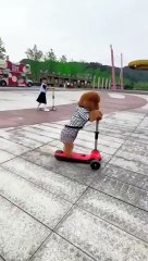 Adventure_champion__#champion_#dogs_#animal_#adventure_#trendingvideo_#comedy(360p)