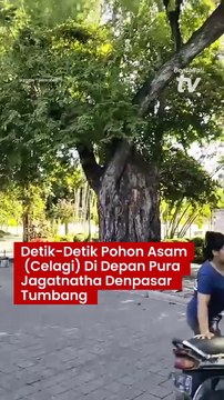 Detik-Detik Pohon Asam (Celagi) Di Depan Pura Jagatnatha Denpasar Tumbang Pada Jum'at, 17 Mei 2024 Sore. Beruntung Tidak Ada Korban Jiwa Pada Saat Kejadian Berlangsung.