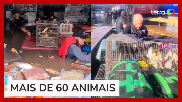 Voluntários resgatam mais de 60 animais trancados em pet shop alagado no RS