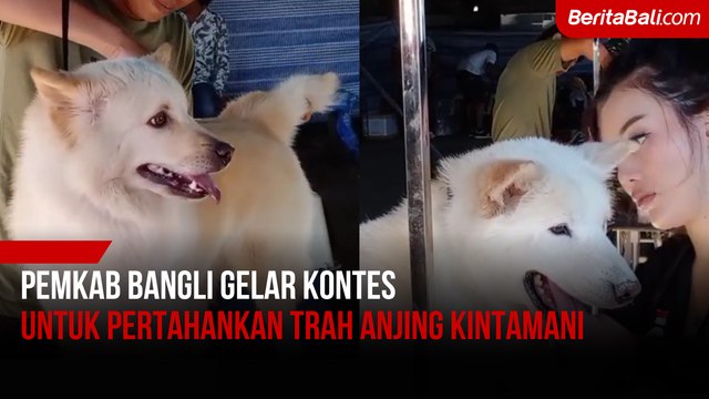 Pemkab Bangli Gelar Kontes untuk Pertahankan Trah Anjing Kintamani