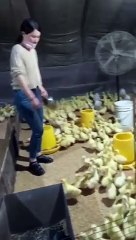 Cute_Animal_Fluffy_Foodie_Adventure_#bunny_#dukbaby_#rabbitfarming_#animal_#trendingvideo(360p)