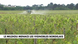 Le mildiou menace les vignobles bordelais