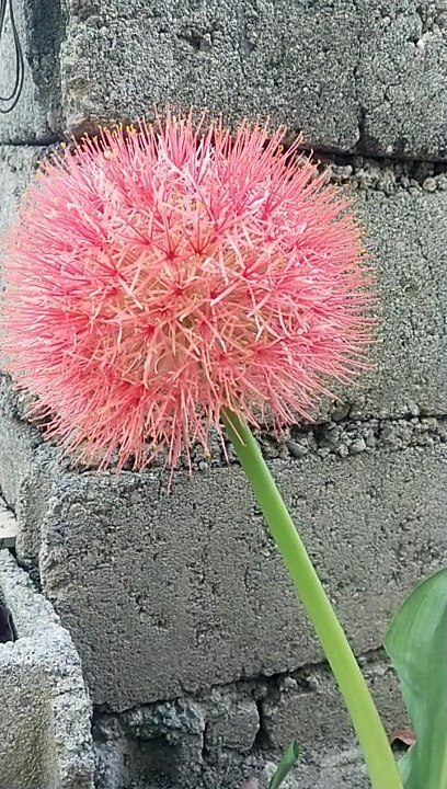 beautiful flower