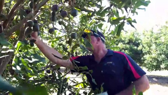 Bundaberg farmers oppose proposed cooking coal mine