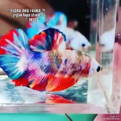 20240516_111845694.mp4_play_ID