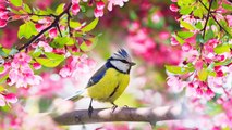 Beautiful Relaxing Music Stress Relief Soothing Music With Animal Video & Calm The Mind Deep Sleep