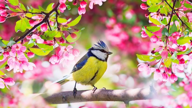 Beautiful Relaxing Music Stress Relief Soothing Music With Animal Video & Calm The Mind Deep Sleep