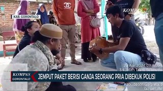 Seorang Pria di Gorontalo Dibekuk Polisi Usai Menjemput Paket Ganja Seberat 1,5 Kilogram