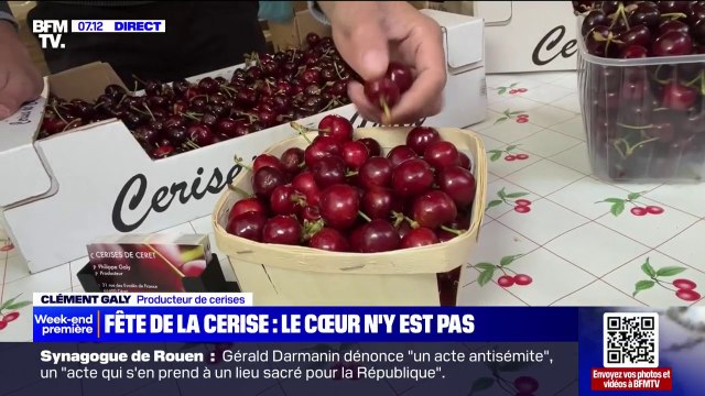 Fête de la cerise: malgré les intempéries et les insectes, certains producteurs vendent leur première récolte