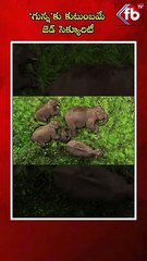 ‘గున్న’కు కుటుంబమే జెడ్ సెక్యూరిటీ| #elephant #family #animals #ytshorts #viral #shorts  | FBTV NEWS