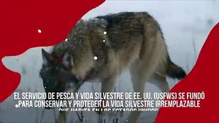 Solicitan apoyo para proteger a los lobos grises en las Montañas Rocosas del Norte