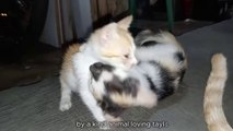 Tailors' Pets: FUN Kittens..  cat videos cat rescue meow purr