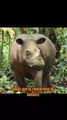 Curiosidades del Rinoceronte de Sumatra