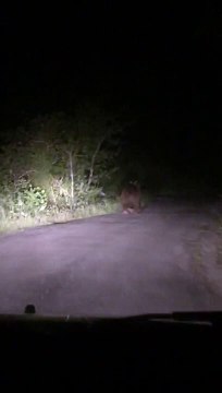 Un oso en la carretera en Asturias