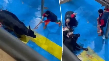 Amasya'da et entegre tesisinde kesime hazırlanan büyükbaş hayvana eziyet! 5 gözaltı