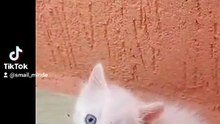 My lovely cats