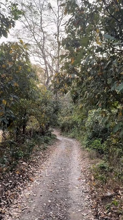Tejomaya Jungle Retreat