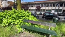 Cicoria, spinaci, lattuga selvatica e tanto altro: ecco cosa si trova per strada in città (ma non mangiatele)