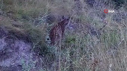 Ormanların hayaleti vaşak, bozkır topraklarında