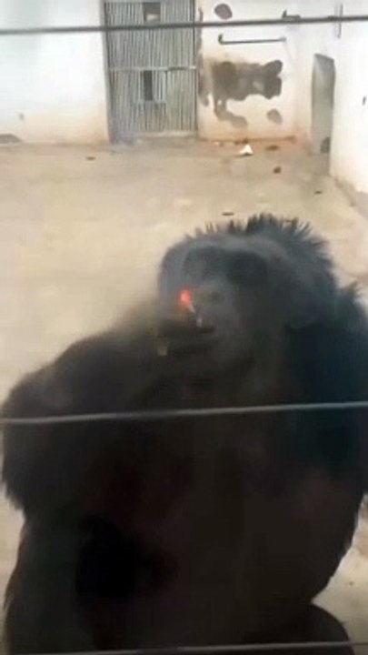 Monkey smoke