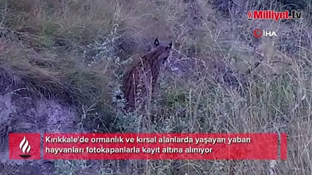 Yaban hayvanları fotokapanla görüntülendi