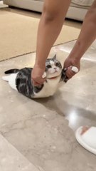 Cat lazy to walk