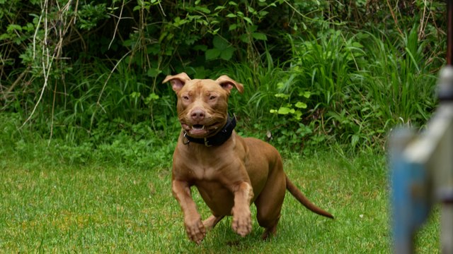 Les Crazy dogs, le refuge qui aime les chiens « méchants » laissés-pour-compte
