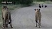 Afrika'dan gelen ilginç görüntü tartışma konusu oldu: Hayvanlar hareketsiz kaldı