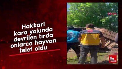 Hakkari kara yolunda devrilen tırda onlarca hayvan telef oldu