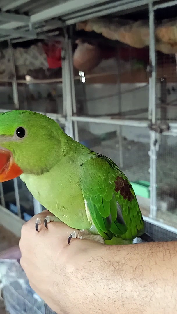 Alexandrine parrots