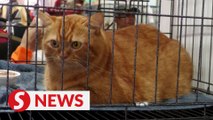 Ginger cat wins Garfield look-alike competition