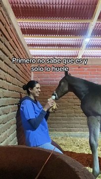 La tierna reacción de un caballo recién nacido al ver un peluche idéntico a él
