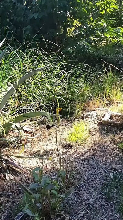 Penampakan bunga aneh