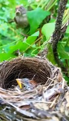 Tải video: sarang burung di alam liar #birdeating #birds #burungcantik #nature #burung